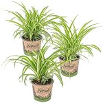 Bloomique - Chlorophytum Variegatum - Graslelie - Kamerplanten - Luchtzuiverend - Diervriendelijk - Hoogte 20-30 cm - Pot 12 cm